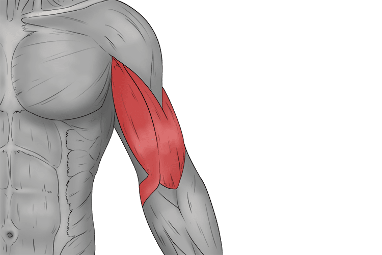 the muscle that lies on the front of the upper arm between the shoulder and elbow